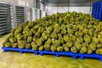 Pallet nhựa thực phẩm giúp giảm nhiễm khuẩn ra sao
